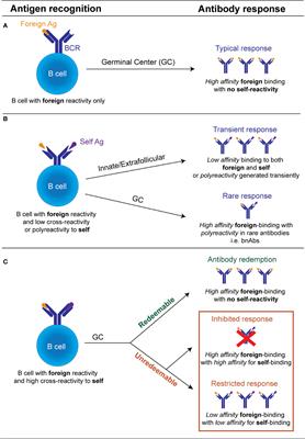 Frontiers | B cells in the balance: Offsetting self-reactivity